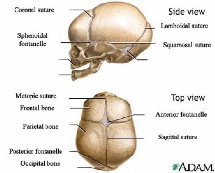 Cranial sutures in infant